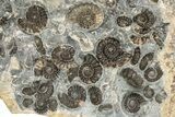 Ammonite (Promicroceras) Cluster - Marston Magna, England #216610-2